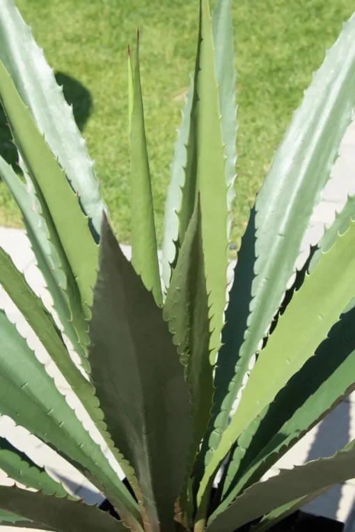 Agave américana vert artificiel extérieur en pot, 63″