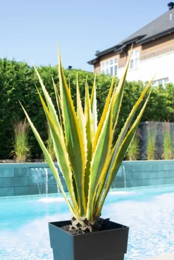 Agave jaune et verte en pot, 48″