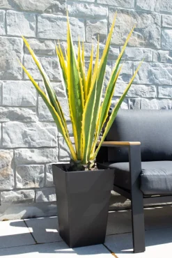 Agave jaune et verte en pot, 48″