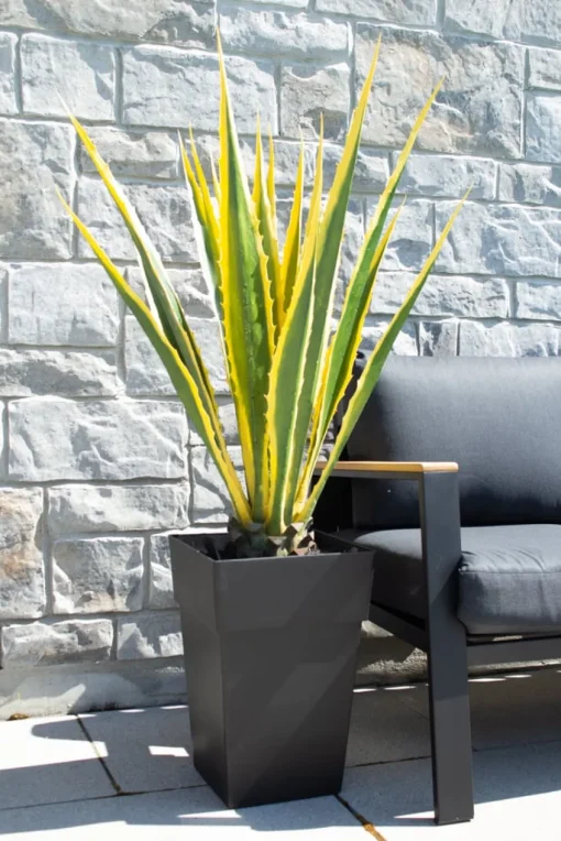 Agave jaune et verte en pot, 48″