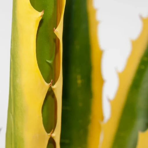 Agave jaune et verte en pot, 48″