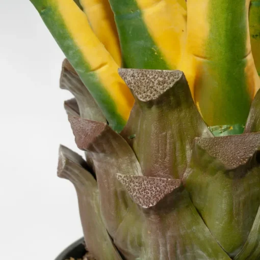 Agave jaune et verte en pot, 48″