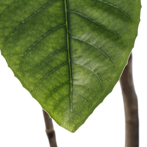 Arbre d’elaeocarpus artificiel, 66,5″