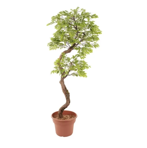 Artificial acacia indoor handmade tree