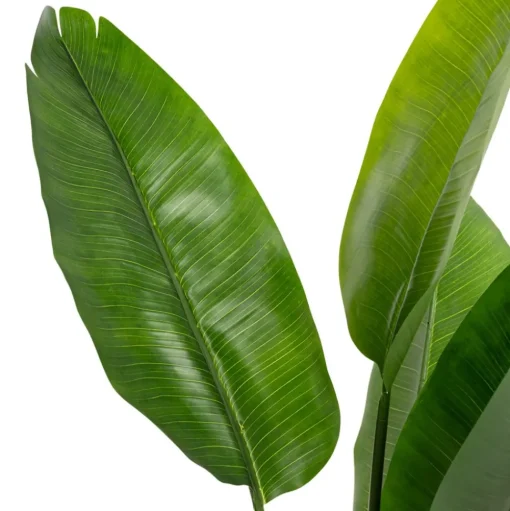 Artificial bird of paradise outdoor plant, 60″