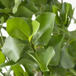 Artificial clusia indoor handmade tree
