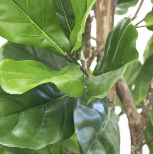 Artificial fiddle-leaf fig handmade tree