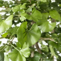 Artificial ginkgo indoor handmade tree