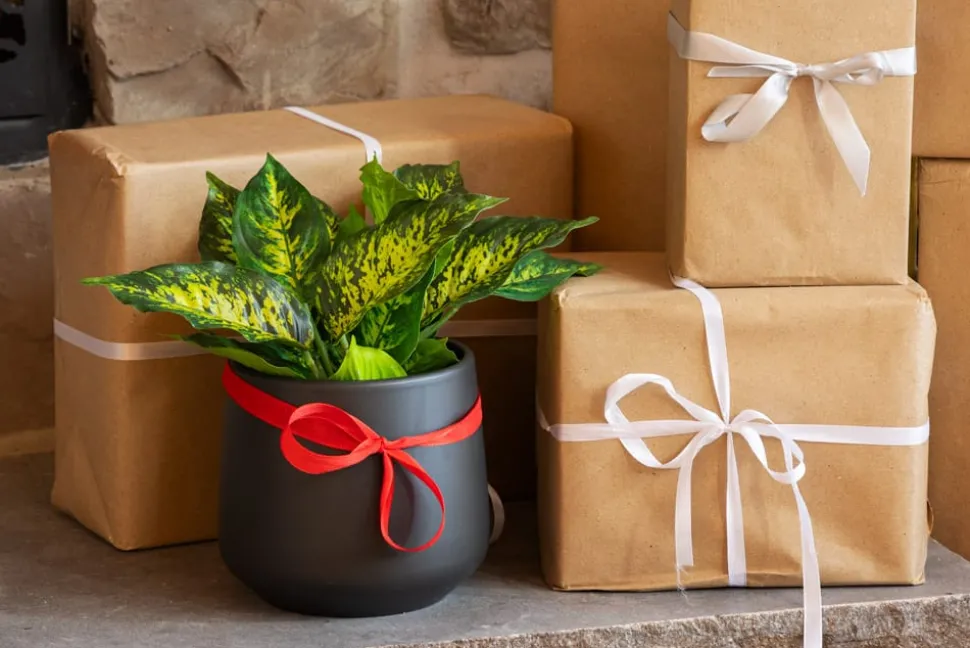 Artificial green aglaonema in a black pot