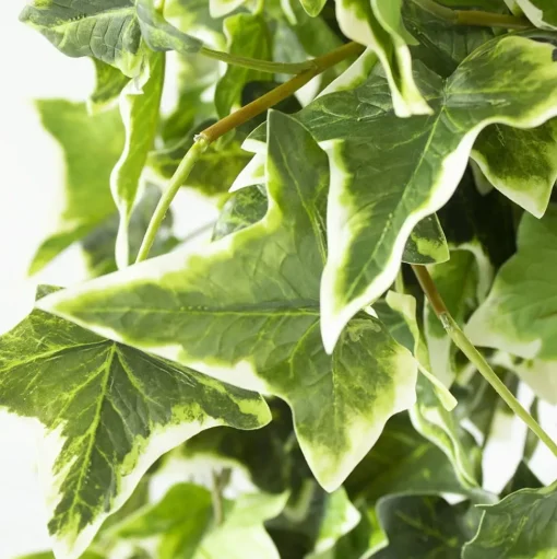 Artificial green and cream hanging ivy plant, 48"