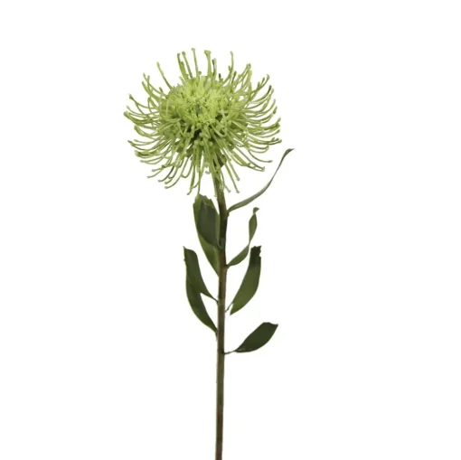 Artificial green protea  pincushion, 23"