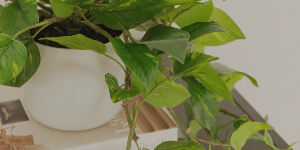 Artificial hanging pothos foliage, 48″