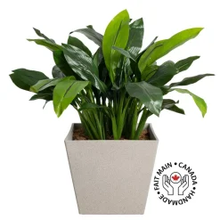 Artificial potted outdoor turmeric