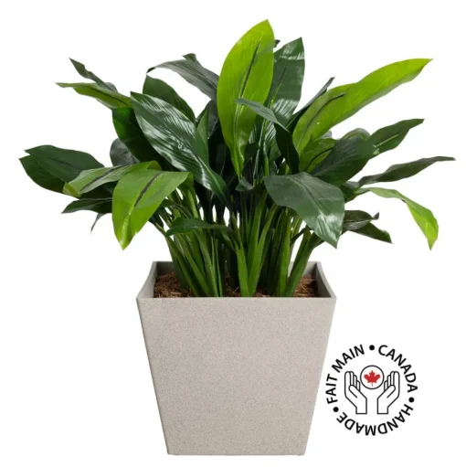Artificial potted outdoor turmeric