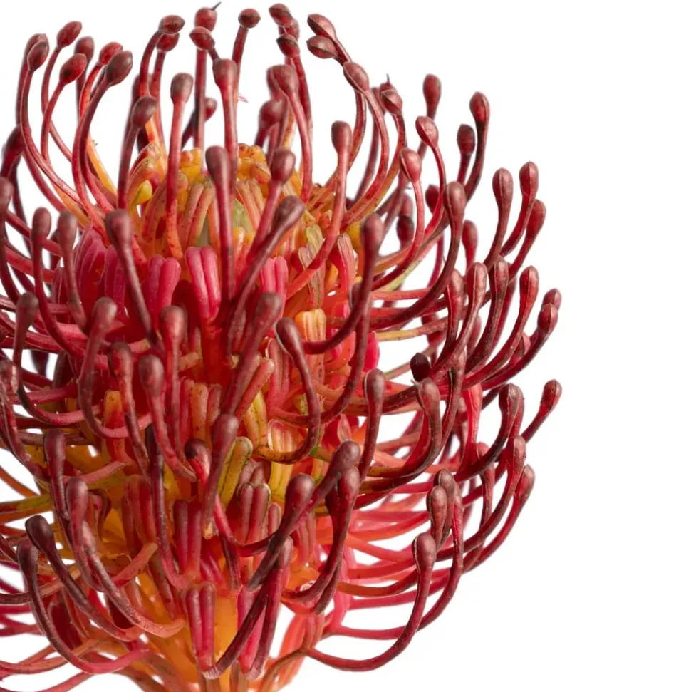 Artificial red protea flower, 27"