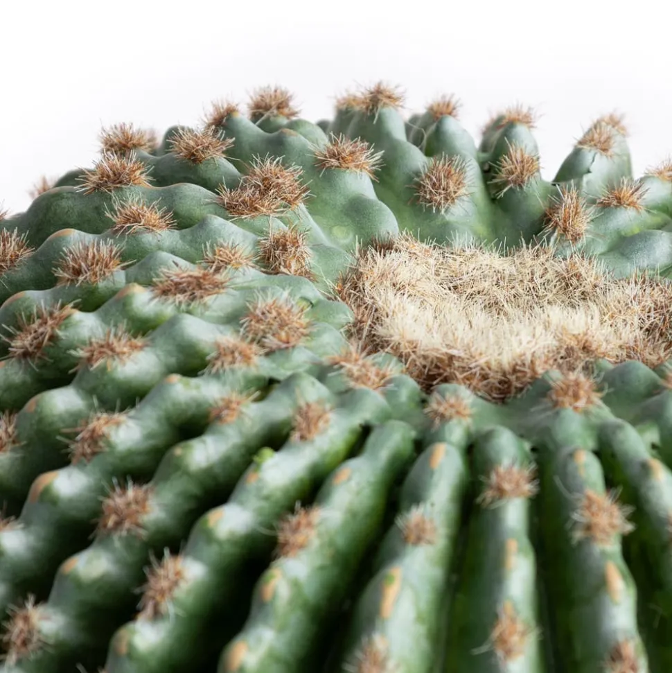 Artificial round cactus, 14"