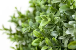 Artificial simple boxwood topiary, 27