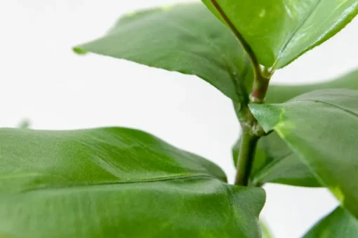 Artificial small green clusia plant, 15"