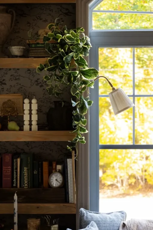 Artificial trailing euonymus plant, 35″