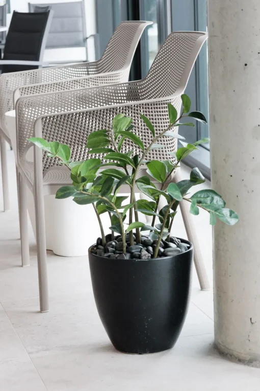 Artificial zamioculcas plant, 38"