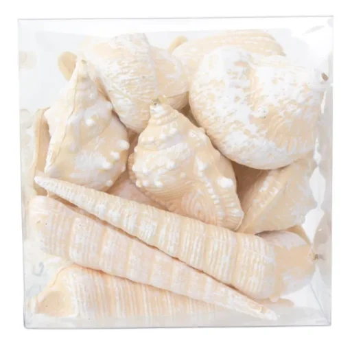 Assorted seashell box