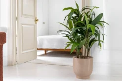 Beige ceramic plant pot