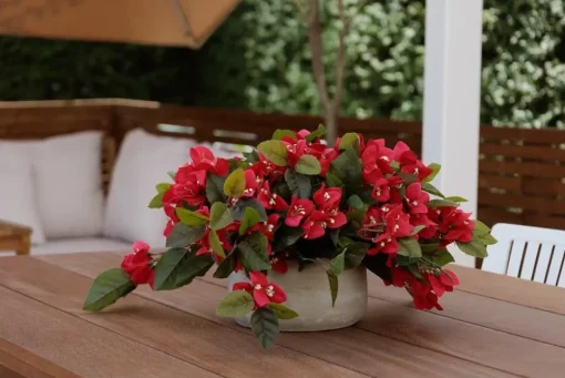 Bougainvillea flower centerpiece, 12 x 15″