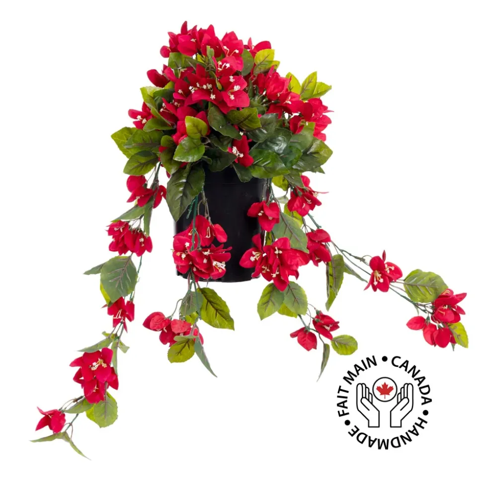 Bougainvillier en pot de culture, 22 x 12″