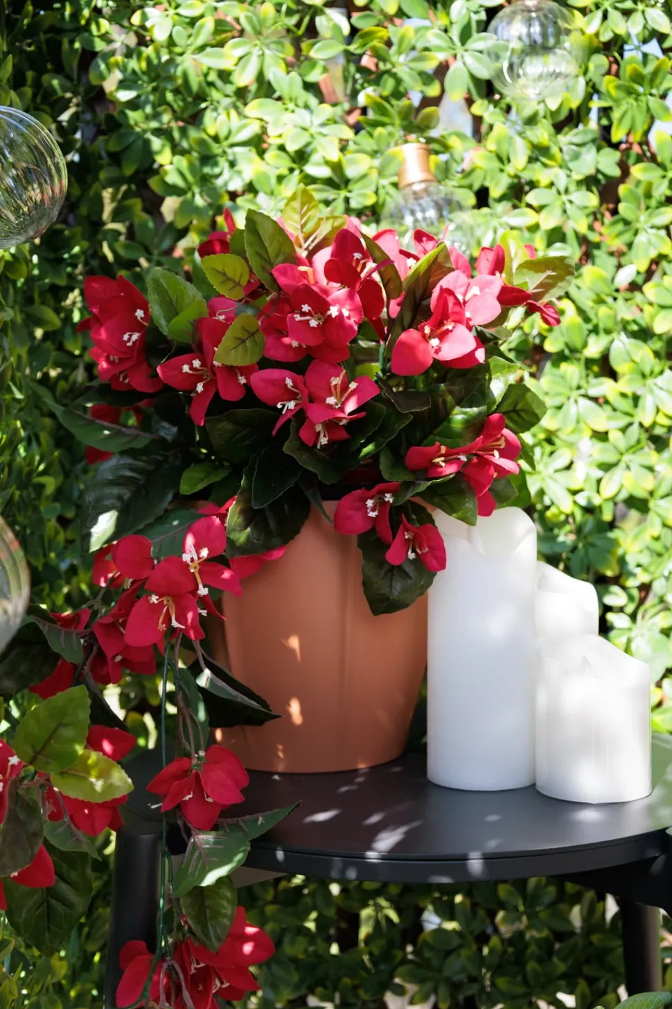 Bougainvillier en pot de culture, 22 x 12″