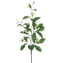 Branche de feuilles de citronnier, 45″