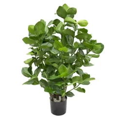 Clusia artificiel, 31″