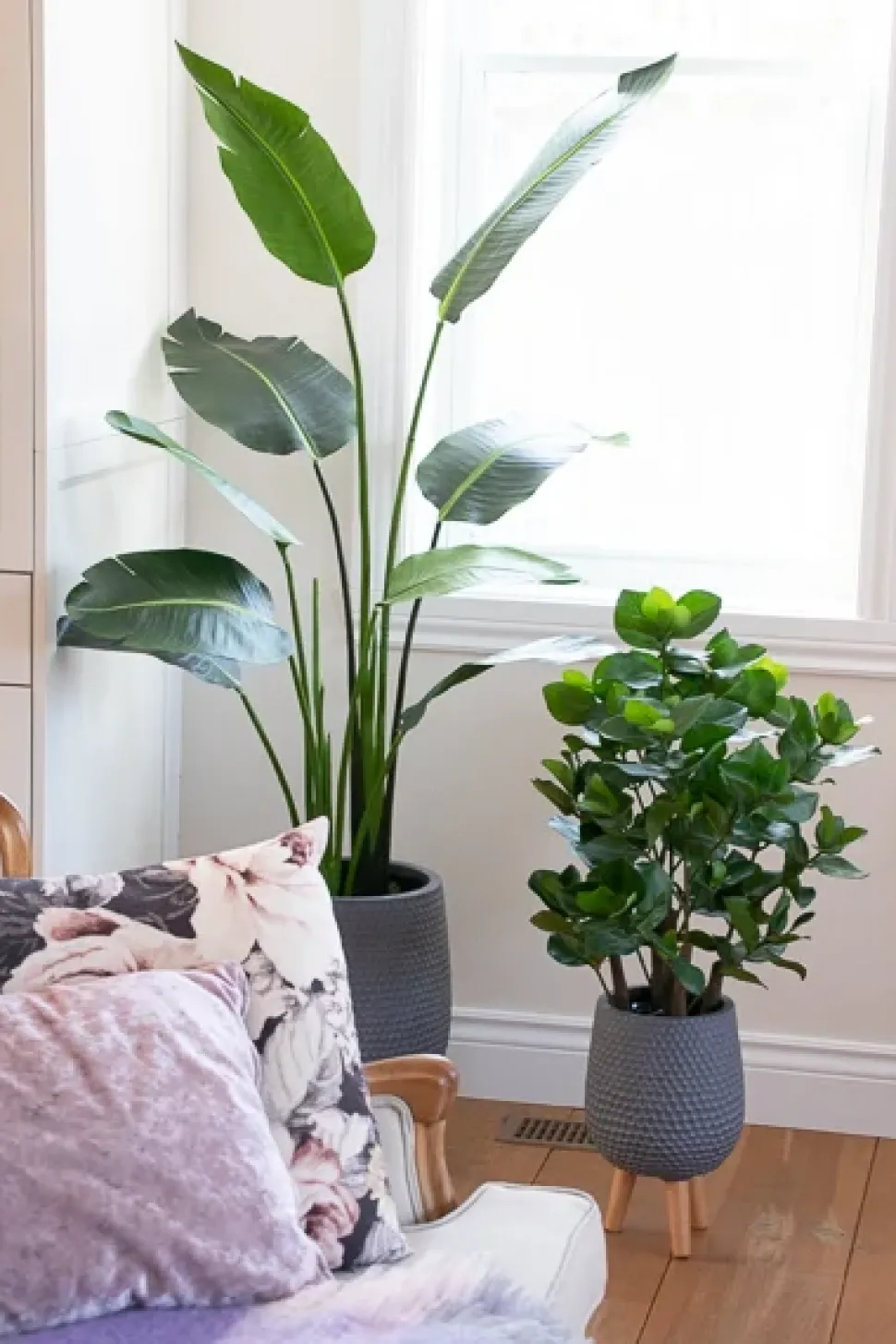 Clusia artificiel, 31″