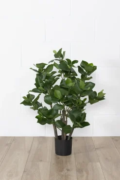 Clusia artificiel, 31″