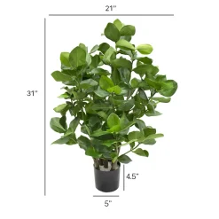 Clusia artificiel, 31″