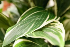 Cordyline artificielle, 57″