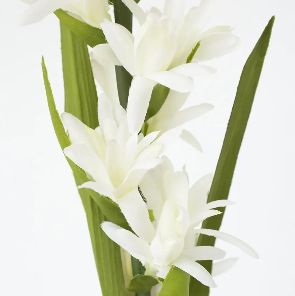 Cream Evening Primrose, 26″