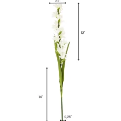 Cream Evening Primrose, 26″
