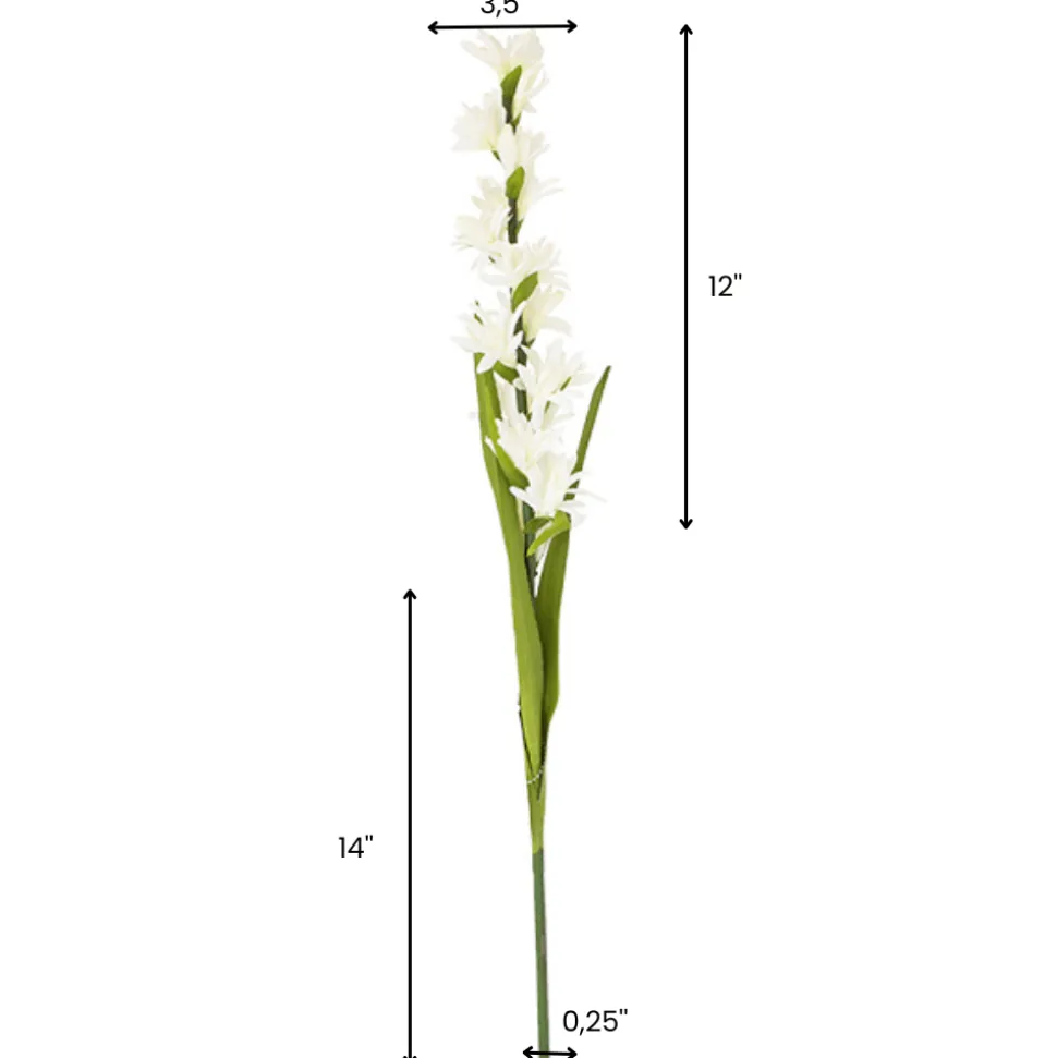 Cream Evening Primrose, 26″