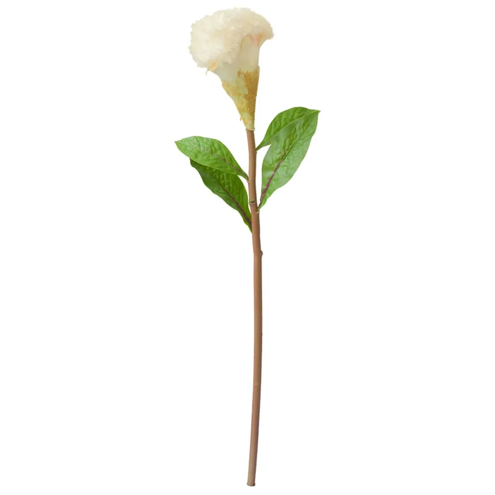 Crête de coq couleur crème sur tige 22″