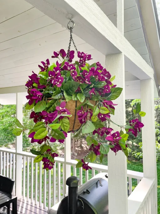 Dark purple outdoor trailing bougainvillea, 30,5″