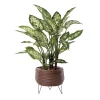 Dieffenbachia en pot de rotin, 30 x 21″
