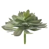 Echeveria, 10″