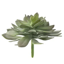 Echeveria, 10″