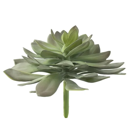 Echeveria, 10″