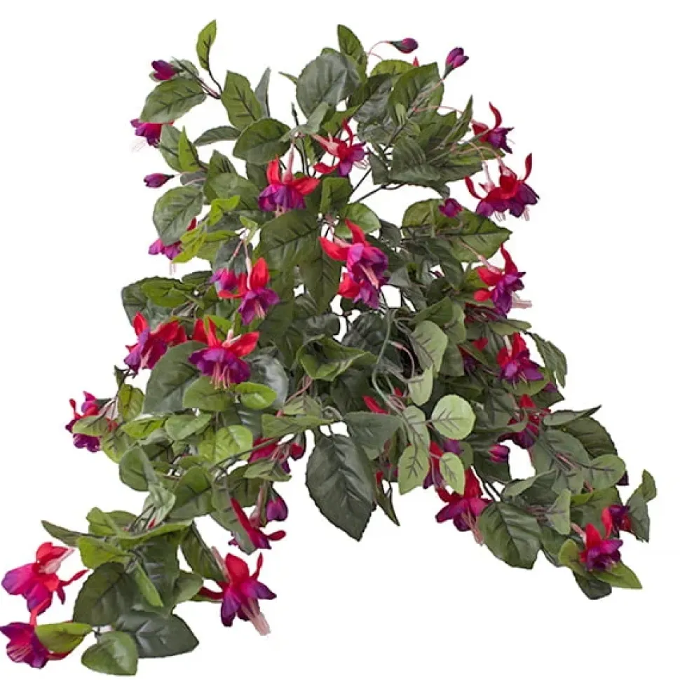 Exterior fuchsia hanging bush, 35″