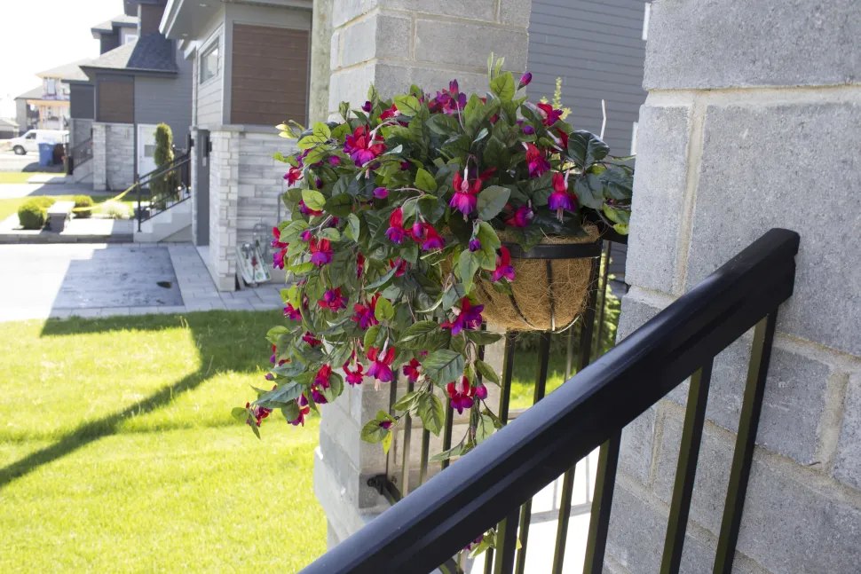 Exterior fuchsia hanging bush, 35″