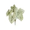 Feuillage de caladium, 23″