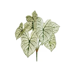 Feuillage de caladium, 23″