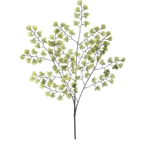 Feuillage de maidenhair 23″