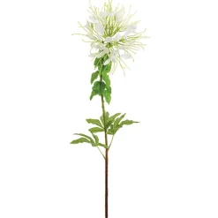Fleur araignée blanche, 32,5″
